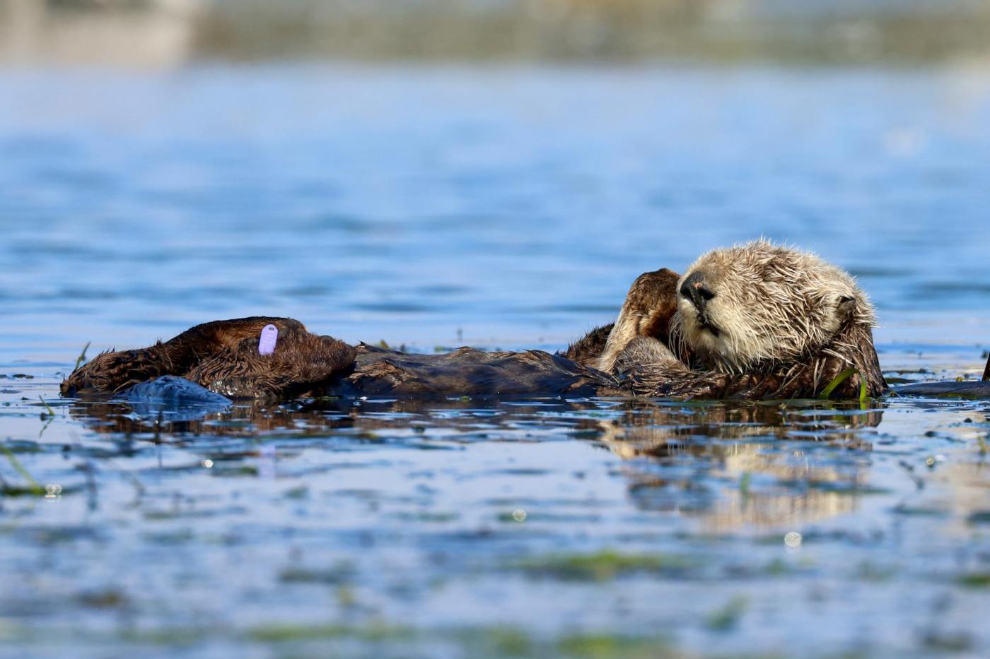 southern sea otter