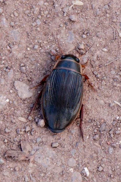 Great Diving Beetle (Dytiscus marginalis), Aberlady Bay