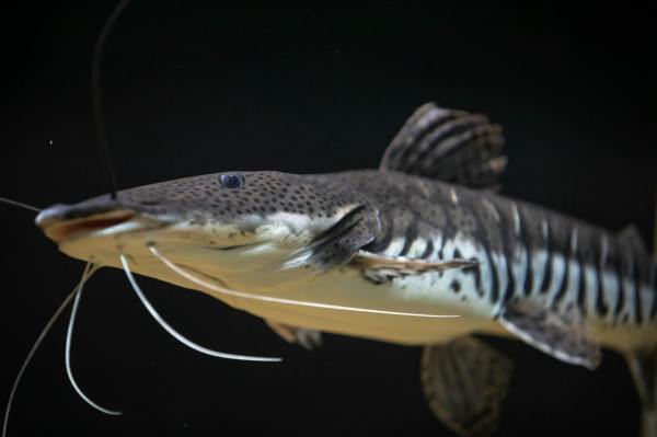 tiger shovelnose catfish in close up photography