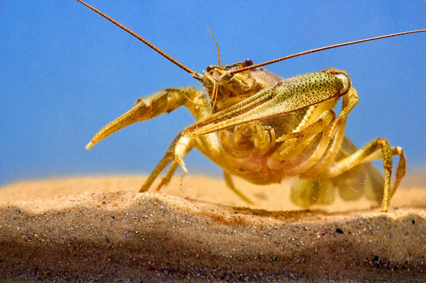crayfish on sand macro photography