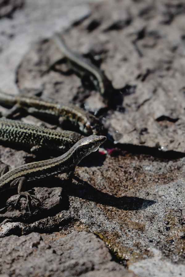 lizards on ground