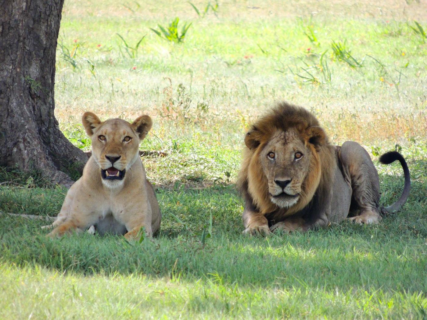 lion beside lioness