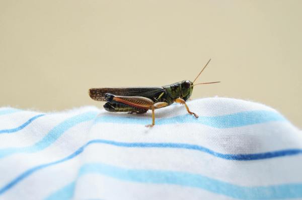cricket on top of fabric