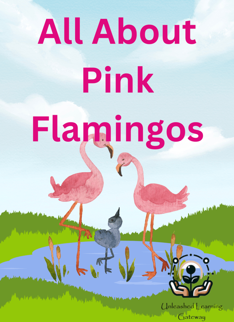 Let's learn about Pink Flamingos. Why are they important to the environment. In this article you will be given a crash course!