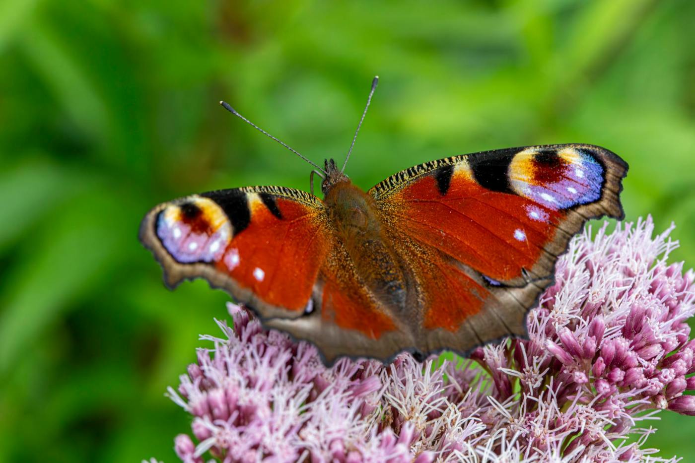 a butterfly is sitting on a flower with green leaves